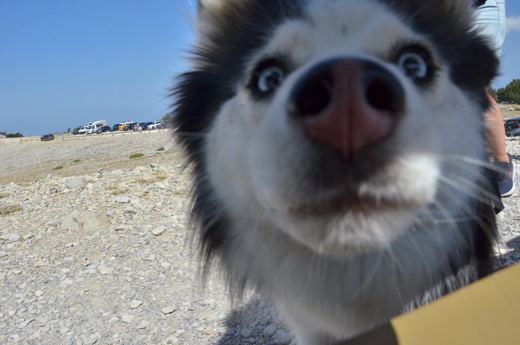 Des chiens et leurs compagnons au Ventoux.