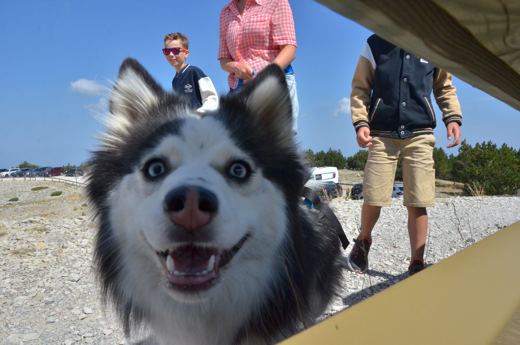 Des chiens et leurs compagnons au Ventoux.
