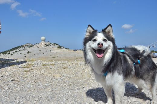 Un chien gris et blanc devant le radôme du Ventoux.