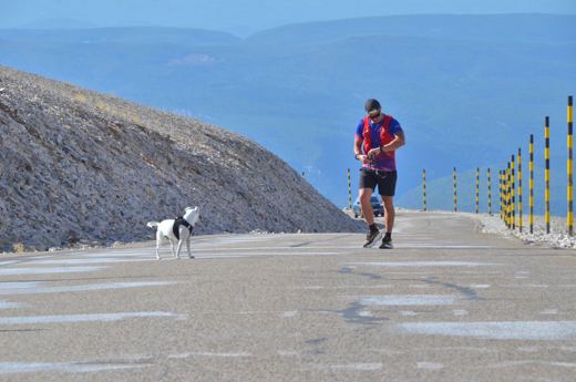 Des chiens et leurs compagnons au Ventoux.