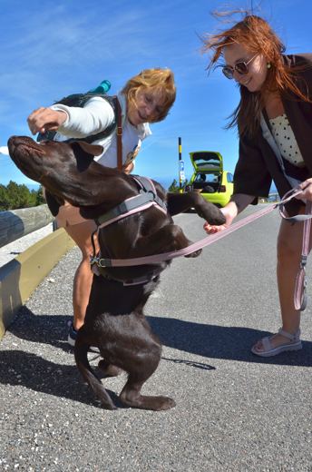 Des chiens et leurs compagnons au Ventoux.