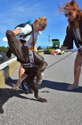 Des chiens et leurs compagnons au Ventoux.