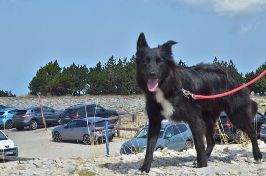 Des chiens et leurs compagnons au Ventoux.