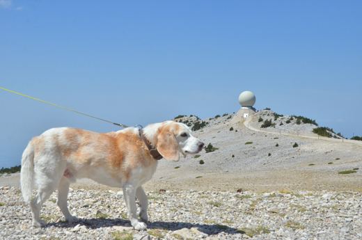 Des chiens et leurs compagnons au Ventoux.