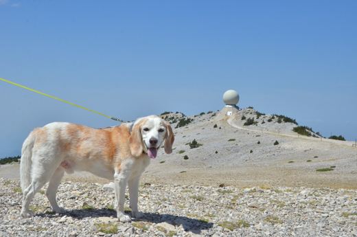 Des chiens et leurs compagnons au Ventoux.