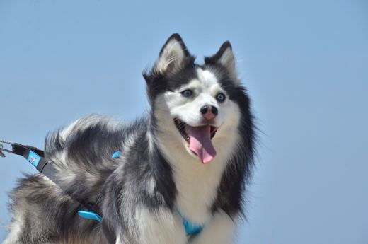 Portrait d’un chien gris et blanc sur fond de ciel bleu.