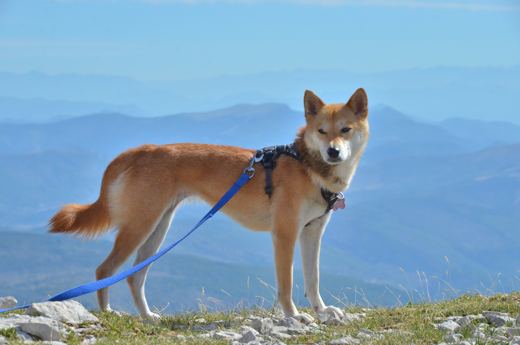 Des chiens et leurs compagnons au Ventoux.