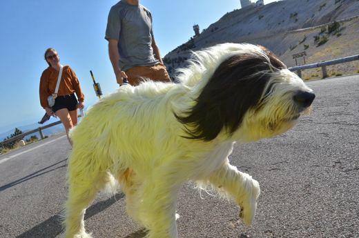 Des chiens et leurs compagnons au Ventoux.