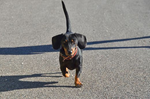 Des chiens et leurs compagnons au Ventoux.