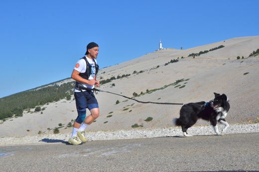 Des chiens et leurs compagnons au Ventoux.