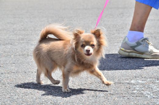 Des chiens et leurs compagnons au Ventoux.
