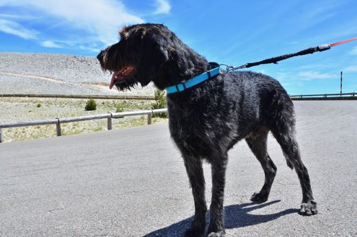 Des chiens et leurs compagnons au Ventoux.