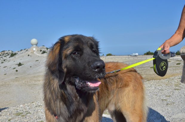 Un grand chien brun devant le radar du Ventoux.
