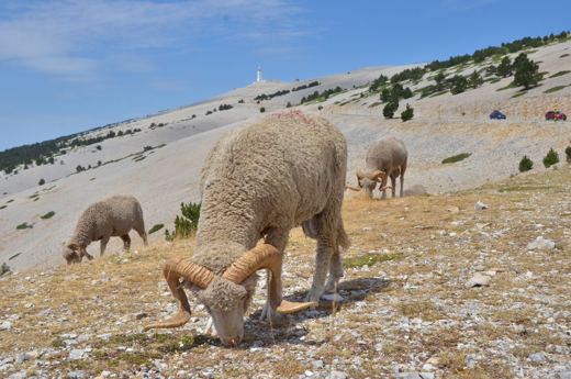 Des moutons sur les pentes du Mont Ventoux.