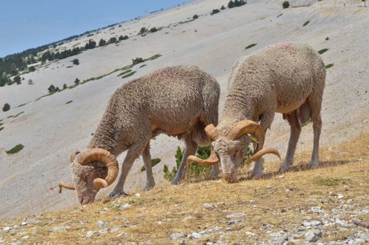 Des moutons qui broutent sur les pentes du Ventoux.