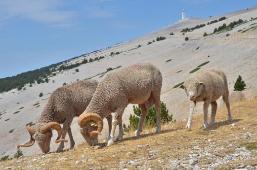 Des moutons sur les pentes du Mont Ventoux.