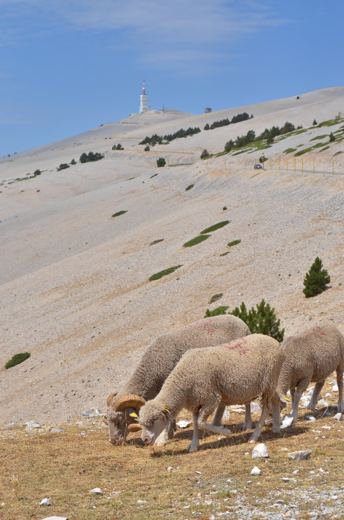Des moutons sur les pentes du Mont Ventoux.