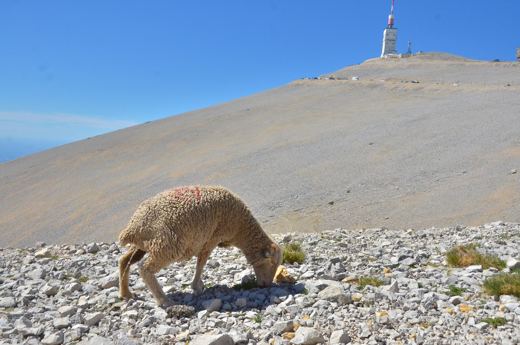 Des moutons sur les pentes du Mont Ventoux.