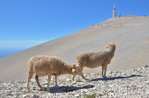 Des moutons sur les pentes du Mont Ventoux.
