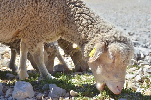 Des moutons sur les pentes du Mont Ventoux.