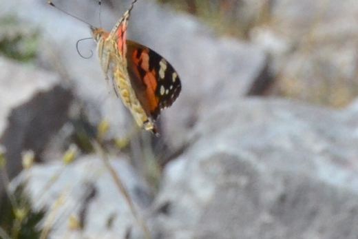 Un papillon posé sur une plante, photographié de près.