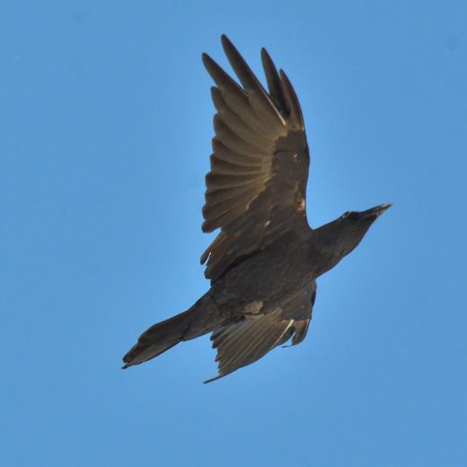 Un oiseau en vol, ailes déployées, sur fond de ciel bleu.