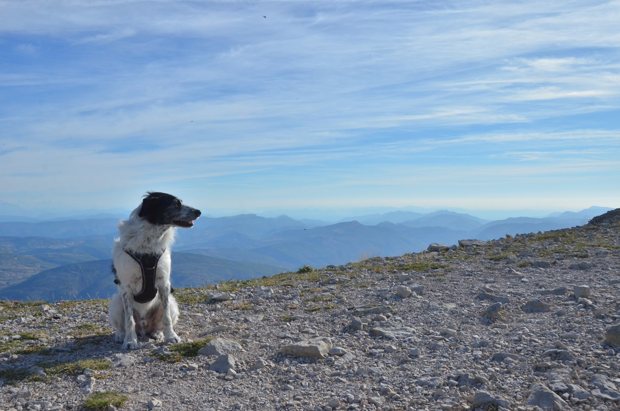 Un chien blanc et noir assis devant le panorama des montagnes.