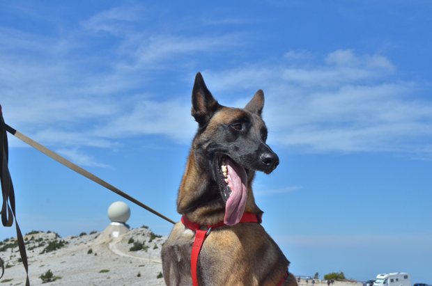 Portrait d’un malinois au harnais rouge, devant le radar du Ventoux.