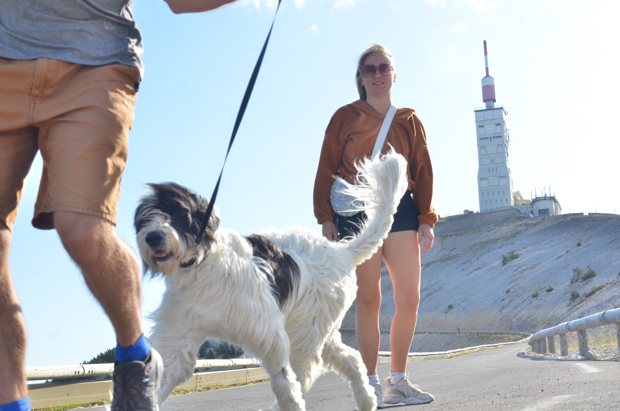 Un chien blanc et noir et ses compagnons, avec la tour en arrière-plan.