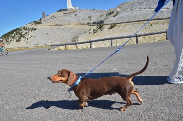 Un teckel en promenade avec la tour du Ventoux en arrière-plan.
